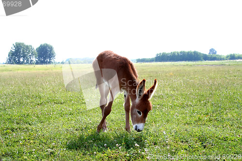 Image of Donkey
