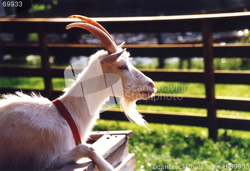 Image of Goat