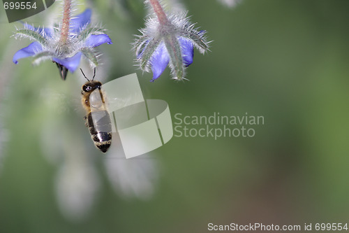 Image of Honeybee