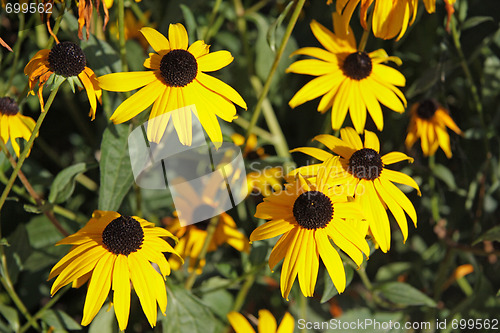 Image of Yellow coneflower