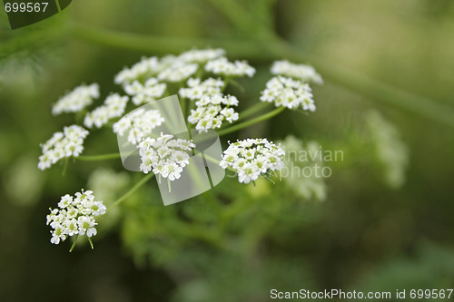 Image of Yarrow