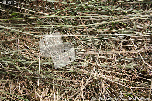 Image of Hay