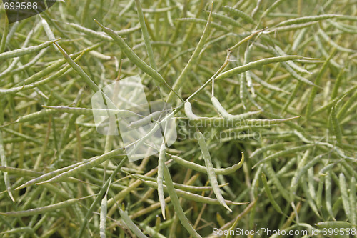 Image of Rapeseed