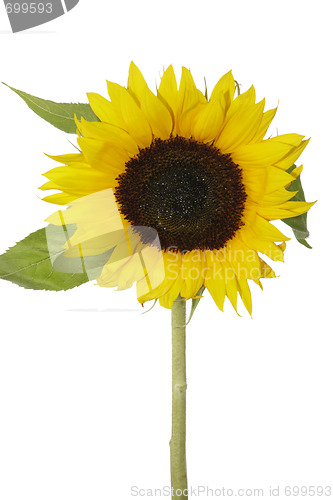 Image of Sunflower