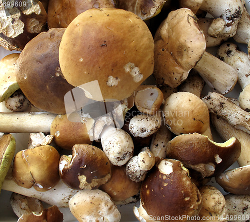 Image of Mushrooms