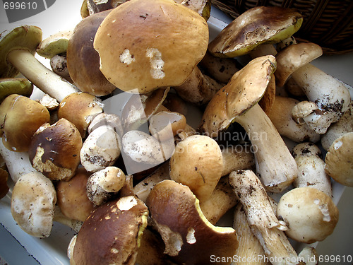 Image of Mushrooms