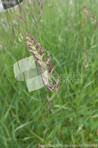 Image of Green herb