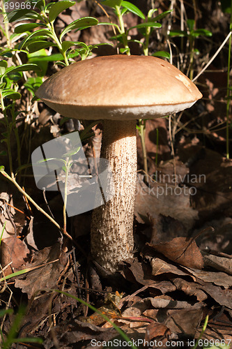 Image of Edible mushroom in wood