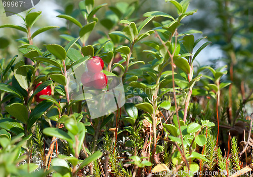 Image of Cowberry