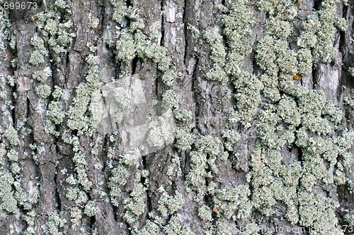 Image of Moss on cortex tree