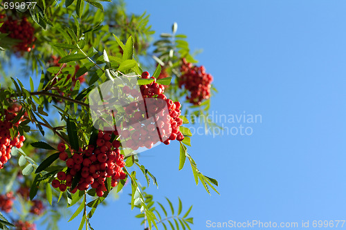 Image of Branch of rowanberry