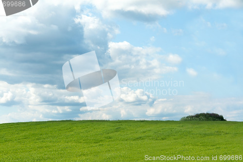 Image of Green herb on background sky