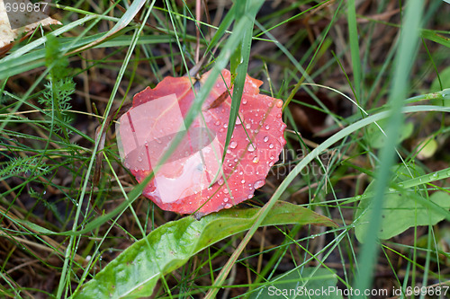 Image of Red sheet with dewdrop