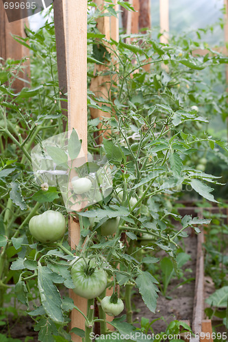 Image of Green tomatoes in hothouse