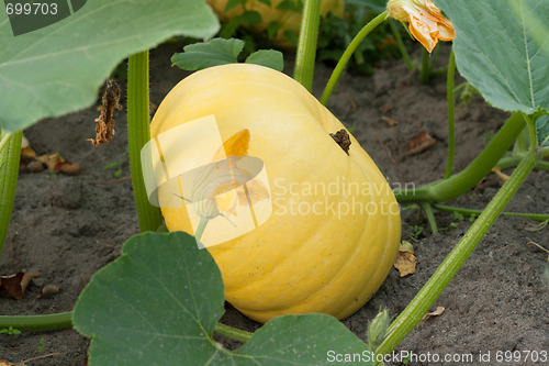 Image of Yellow pumpkin grows on land