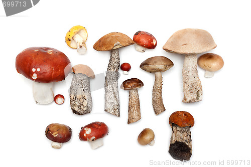 Image of Different mushrooms