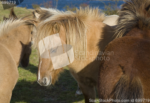 Image of Icelandic horses