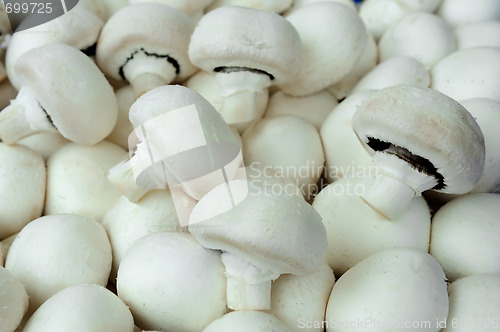 Image of mushrooms - champignons
