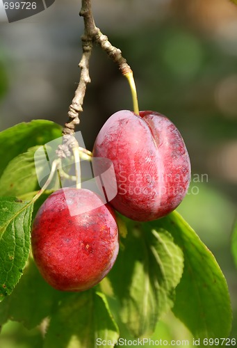 Image of couple of plum on tree branch