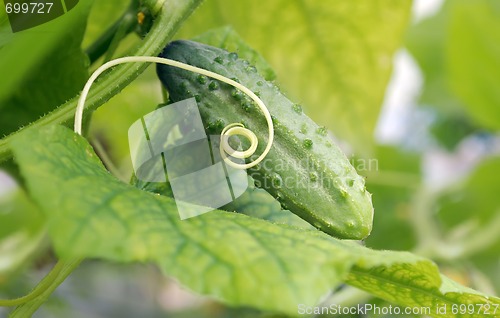 Image of cucumber lying on the leaf