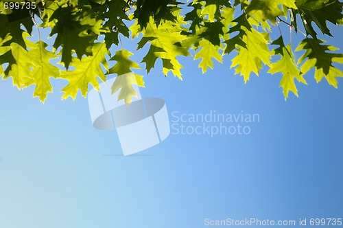 Image of autumn green yellow leaves background