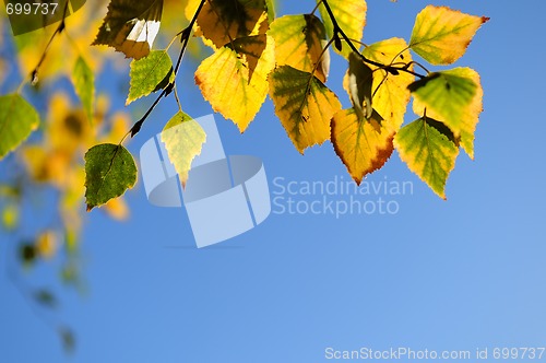 Image of autumn green yellow leaves background