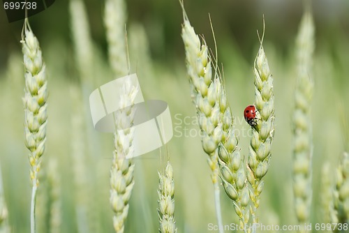 Image of ears of rye and ladybird