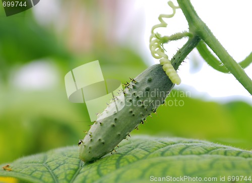 Image of cucumber hanging in greenhouse