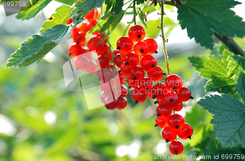 Image of bunches of mellow red currant