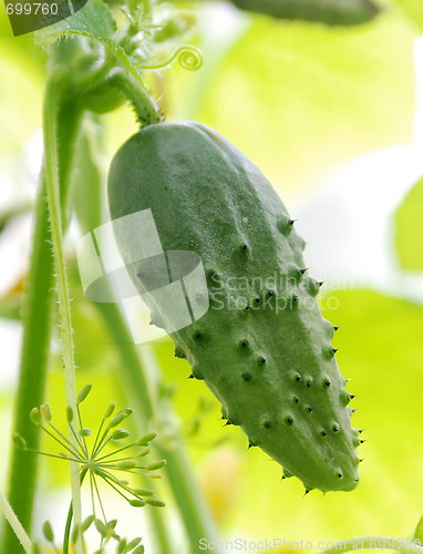 Image of green cucumber hanging in greenhouse