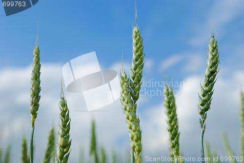 Image of Ears of rye