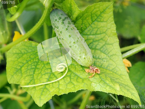 Image of small cucumber lying on the leaf
