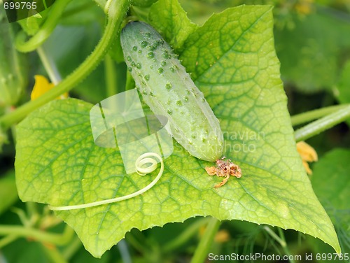 Image of small cucumber lying on the leaf