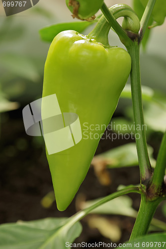 Image of Single green sweet pepper in greenhouse