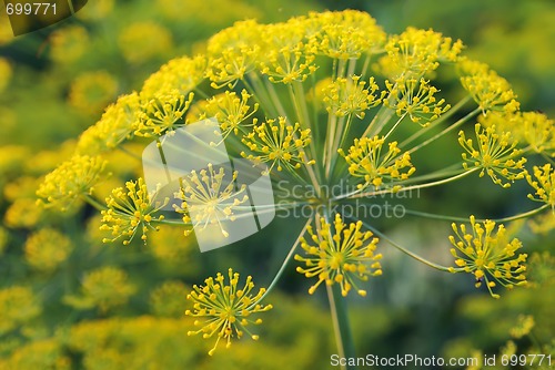 Image of Dill. Umbelliferous aromatic Eurasian plant