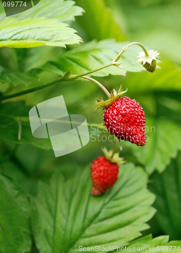 Image of bush of strawberries