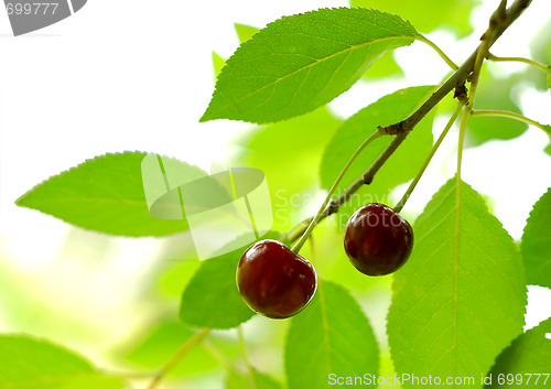 Image of couple of cherry