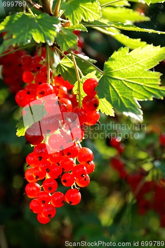 Image of cluster of mellow red currant