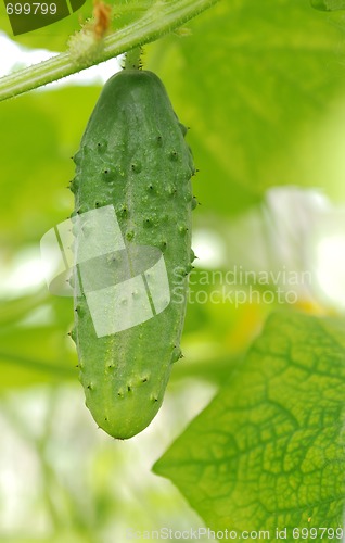 Image of Single green cucumber in greenhouse