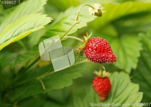 Image of strawberry bush