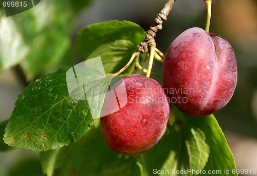 Image of Couple of plum on tree branch. Horizontal