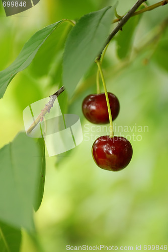 Image of couple of cherry