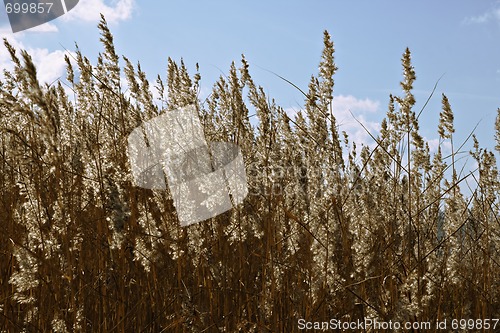 Image of Dry grass in backlight