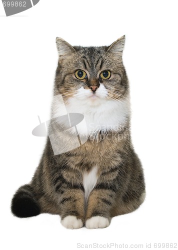 Image of Sitting cat