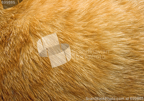 Image of Cat fur texture
