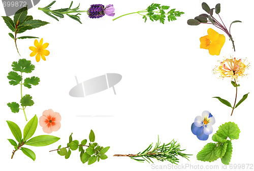 Image of Flower and Herb Leaf Border