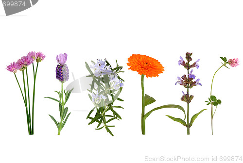 Image of Herbs in Flower