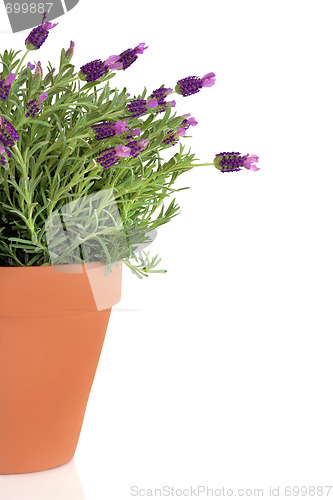 Image of Lavender Herb Plant