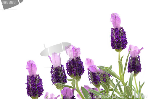 Image of Lavender Herb Flowers