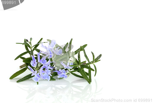 Image of Rosemary Herb in Flower